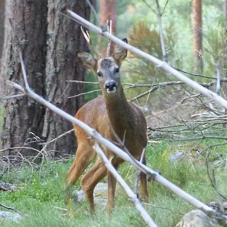 Landhuis El Canto Del Gallo Ranedo de Curueño