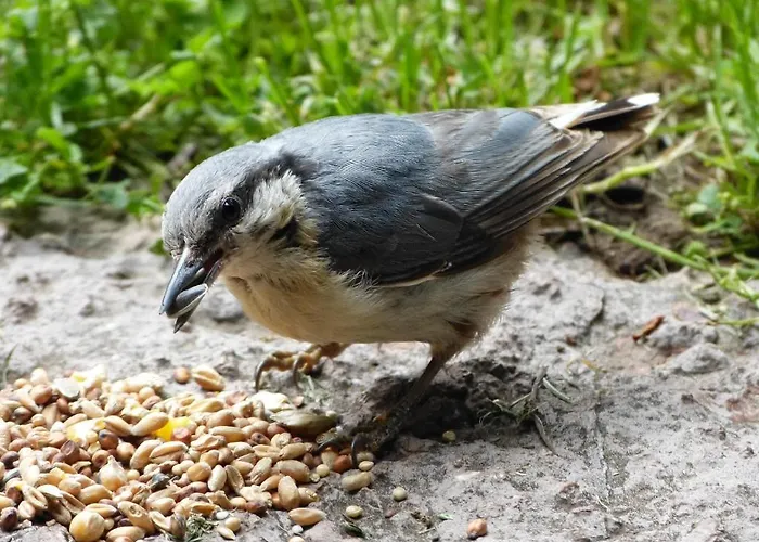 El Canto Del Gallo *